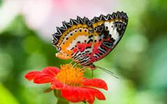 Banteay Srey Butterfly Center