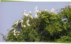 Prek Toal, Bird Sanctuary