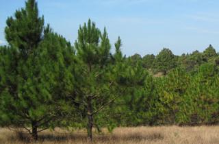 Pine Trees Plantation