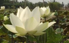 Lotus Flower to Mechrey