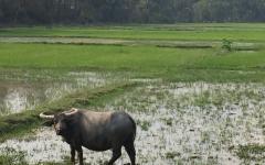 Water Buffalo at Preah Dak