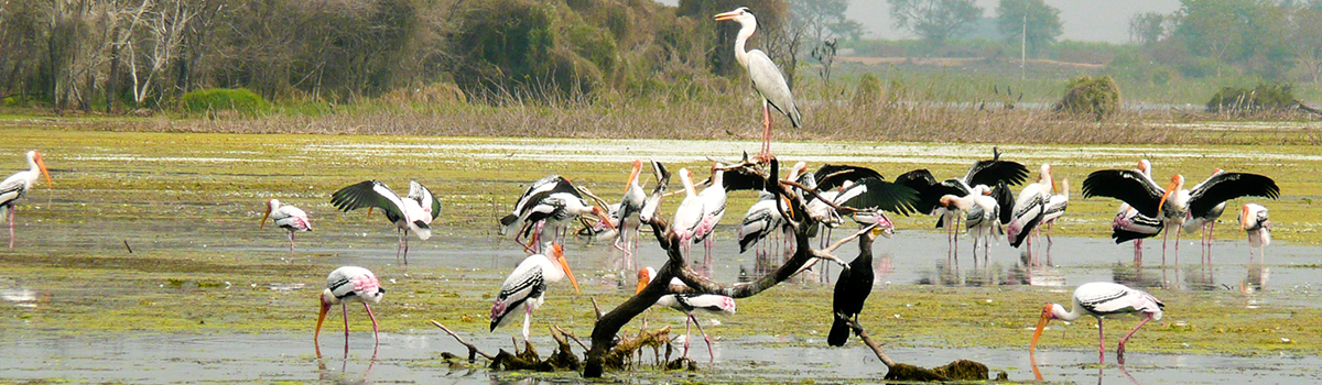 Bird Sanctuary, Prek Tol